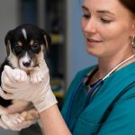 Лечение животных в ветеринарных клиниках: важность своевременной помощи